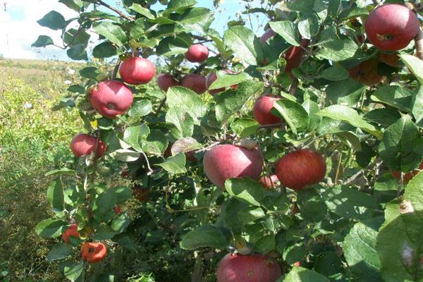شجرة التفاح روسوش قرمزي الصورة
