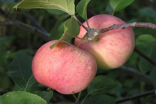 Ябълково дърво Руж снимка свердловск