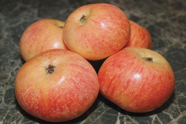صور شجرة التفاح الزعفران ساراتوف