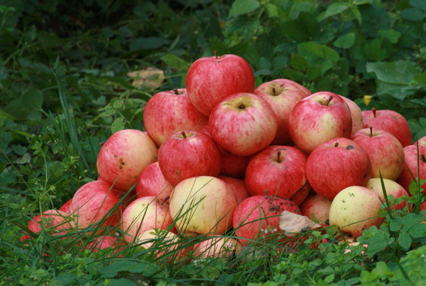 وصف شجرة التفاح Strifel