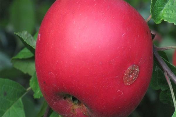 Снимка на ябълково дърво safare