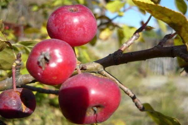 شجرة التفاح الشتلات Kravchenko الصورة