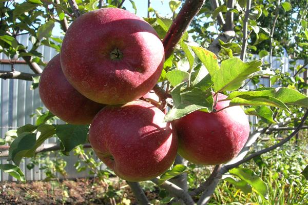 صور شجرة التفاح Skryzhapel