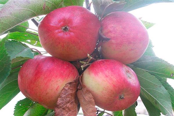 Apple tree Slava Primorye foto