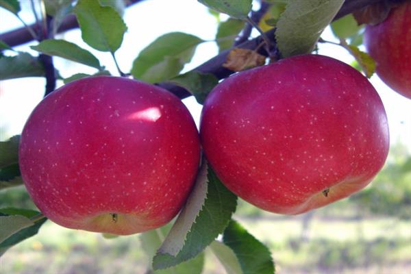 شجرة التفاح المجد لصورة الفائزين