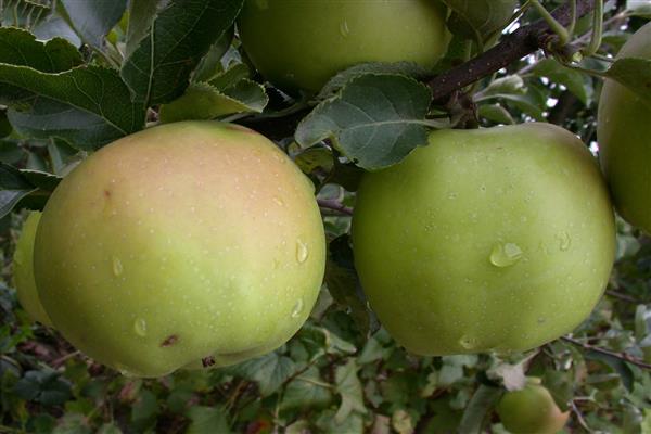 Ябълково дърво Sokolovskoe снимка