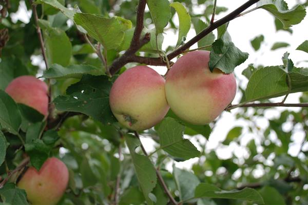 Снимка на ябълково дърво