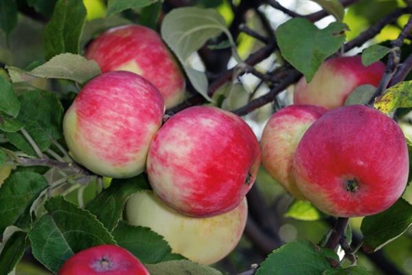 صورة شجرة التفاح سليم