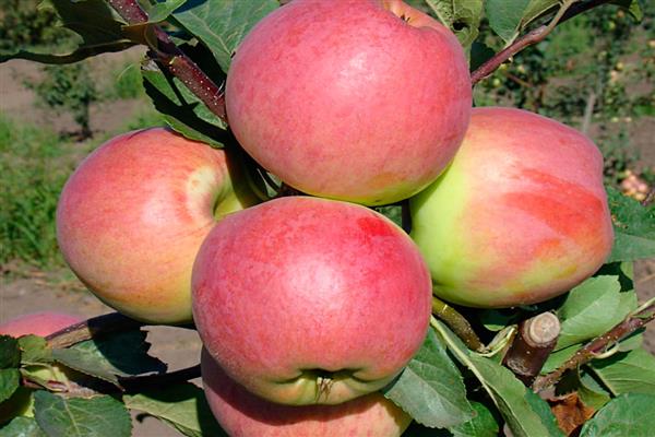 صور شجرة التفاح Uspenskoe