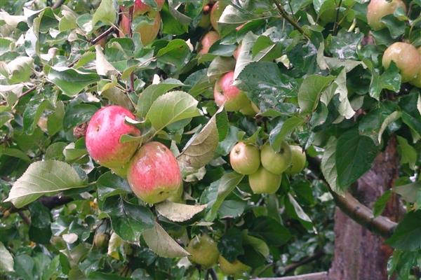 Pokok epal Apple menyimpan foto