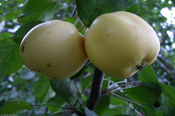 Ябълково дърво Амбър снимка