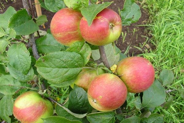Pokok epal Foto naturalis muda