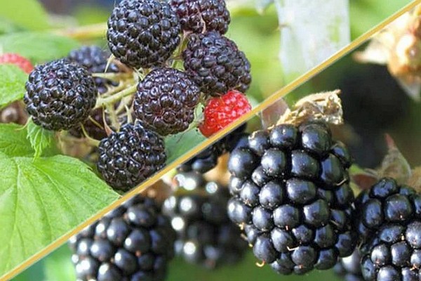 perbezaan raspberry dan blackberry