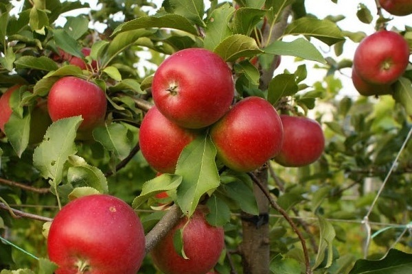 بيبين الزعفران ، وصف شجرة التفاح