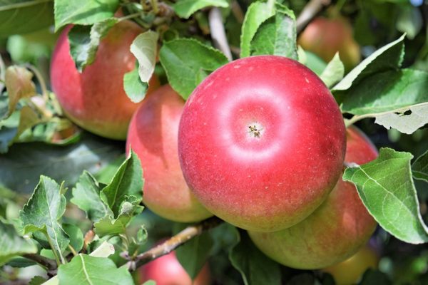 Penerangan Anise pokok epal