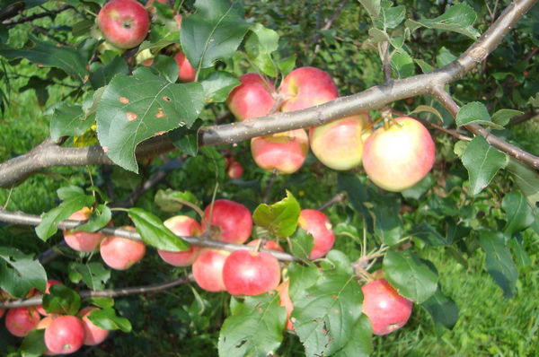 وصف شجرة التفاح اليانسون