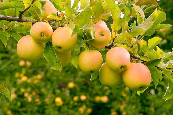 شجرة التفاح الذهبية اللذيذة