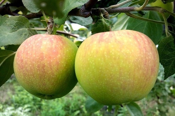 Pokok epal Golden Delicious