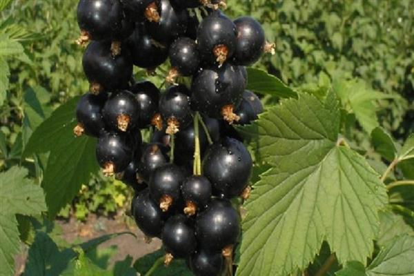 Black currant Ảnh Izmailovskaya