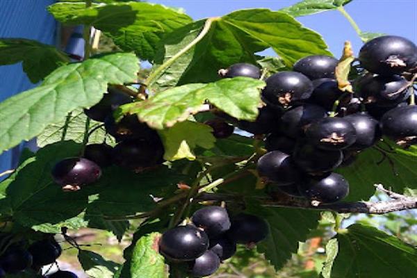 Black currant Gift of the Arctic photo