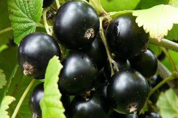 Siyah frenk üzümü Kipiana fotoğraf