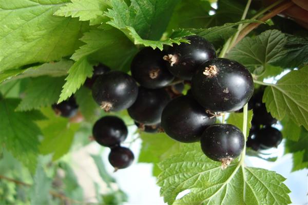 Black currant is gratifying
