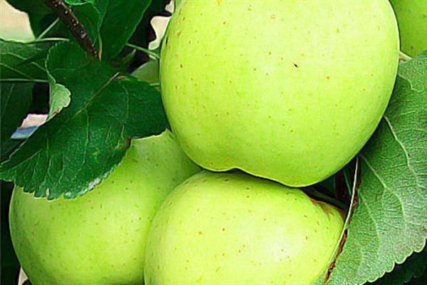 شجرة التفاح Calvil الصيف الأبيض الصورة