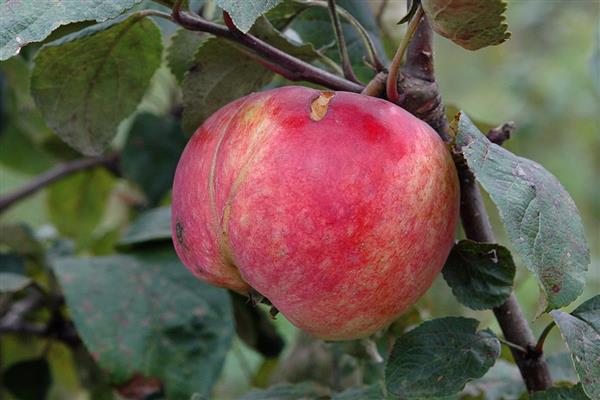 Снимка на ябълково дърво Робин