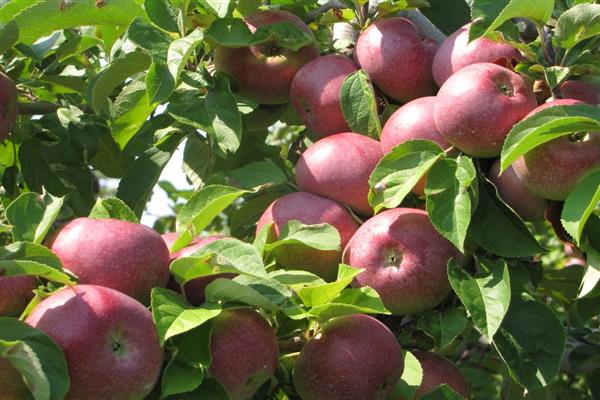 Ябълково дърво Macintosh снимка