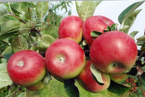 Foto Macintosh pokok epal