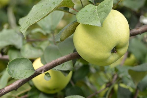 صور شجرة التفاح الشعبية