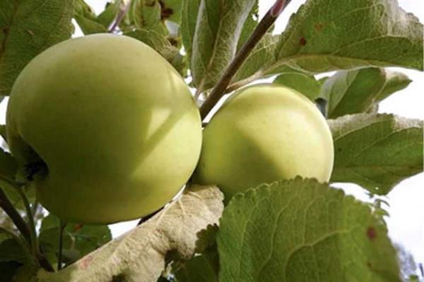 Apple tree Folk photo