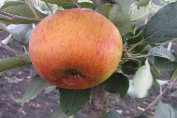 Ябълково дърво Пармен зимна златна снимка