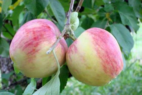 شجرة التفاح روسوش أغسطس الصورة