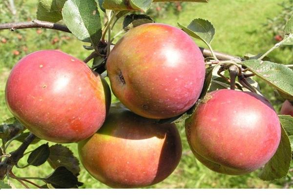 صور شجرة التفاح فيسيلوفكا
