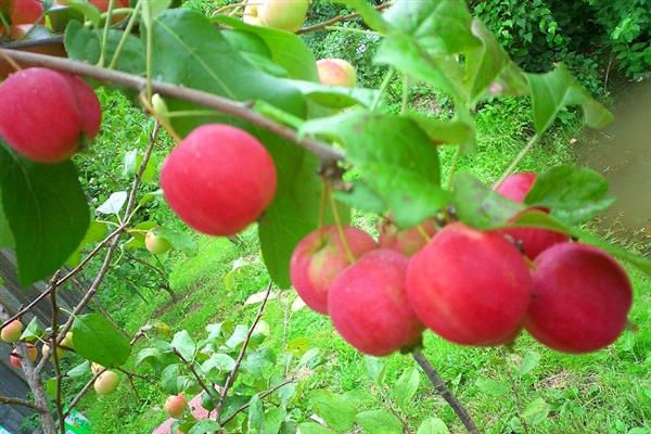 صور شجرة التفاح Zhivinka