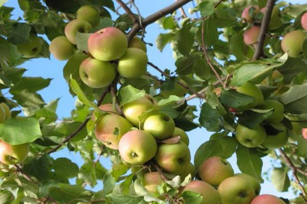 Ябълково дърво Isetsky късна снимка