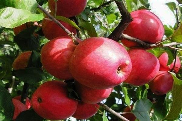صور شجرة التفاح Kulunda