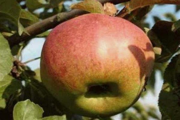 Youth-tree Apple