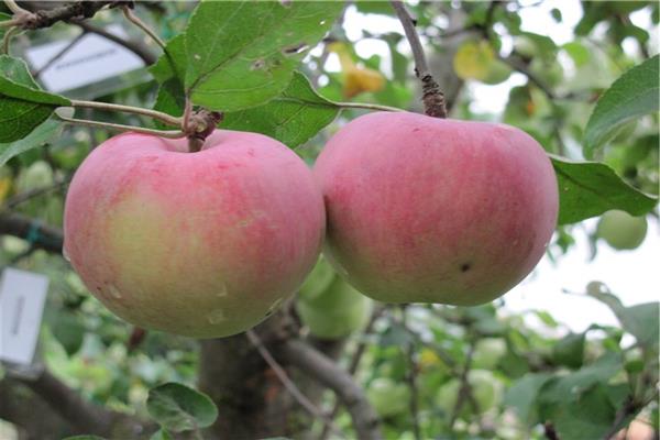 Foto perintis pokok epal Oryol