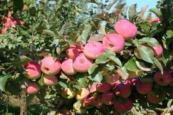 Foto perintis pokok epal Oryol
