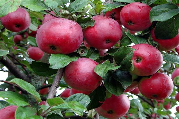 Ябълково дърво Есенна радост снимка