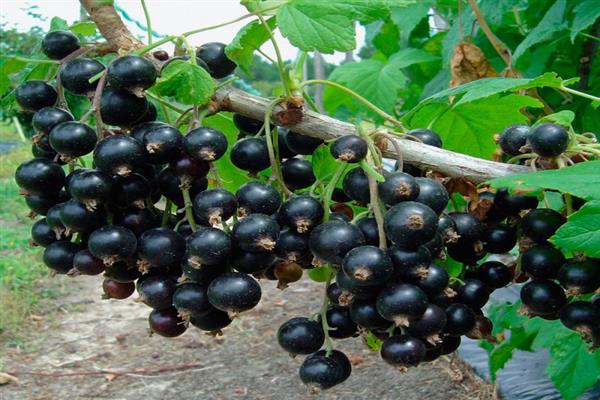Черно френско грозде Litvinovskaya снимка