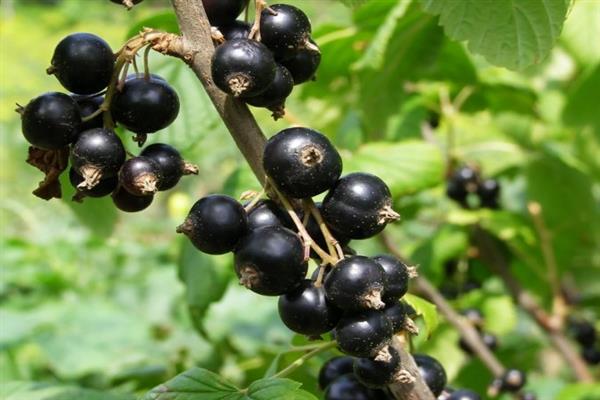 Черно френско грозде Litvinovskaya снимка