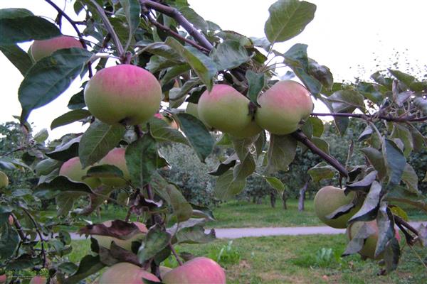 Foto pokok epal Zaryanka
