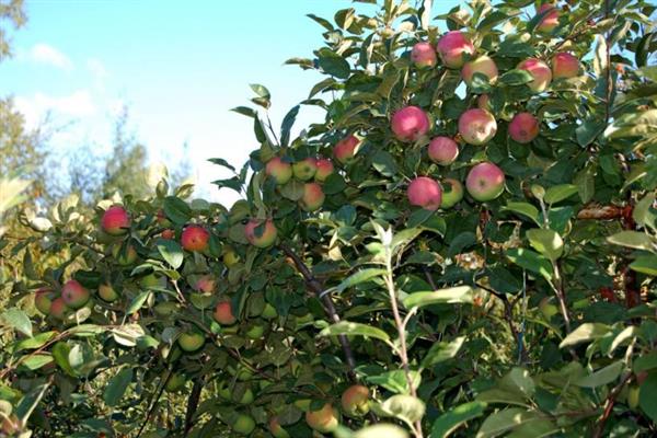 صور شجرة التفاح Zaryanka