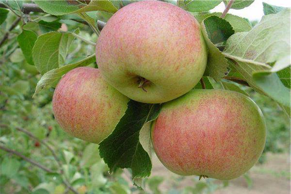 Ябълково дърво Здравна снимка