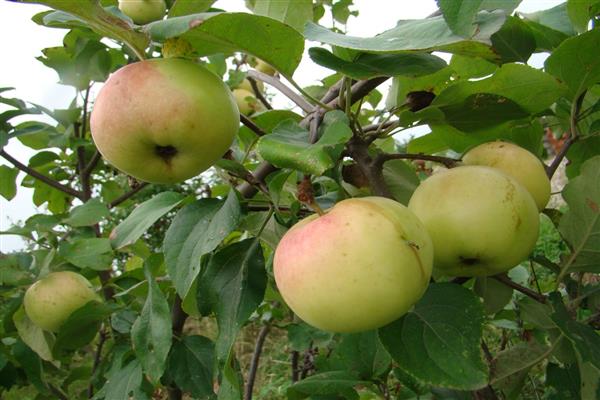 Apple-tree Zelenka saftig bilde