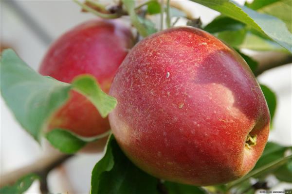 Pokok epal Foto yang menakjubkan