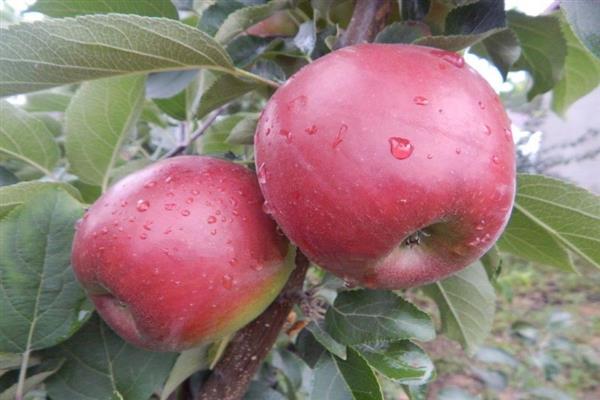 الصورة الرئيسية لشجرة التفاح